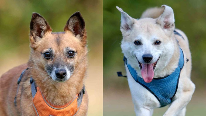 Eine Collage mit einer braunen Hündin und einem beigefarbenen Hund 