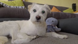 Weißer, blinder Hund in Nahaufnahme 