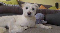 Weißer, blinder Hund in Nahaufnahme 