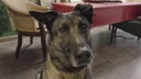 Ein Hund mit grau-schwarzem Fell in Nahaufnahme 