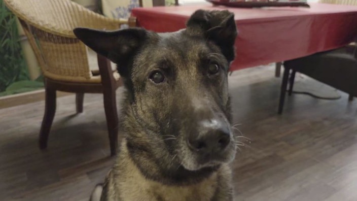 Ein Hund mit grau-schwarzem Fell in Nahaufnahme 