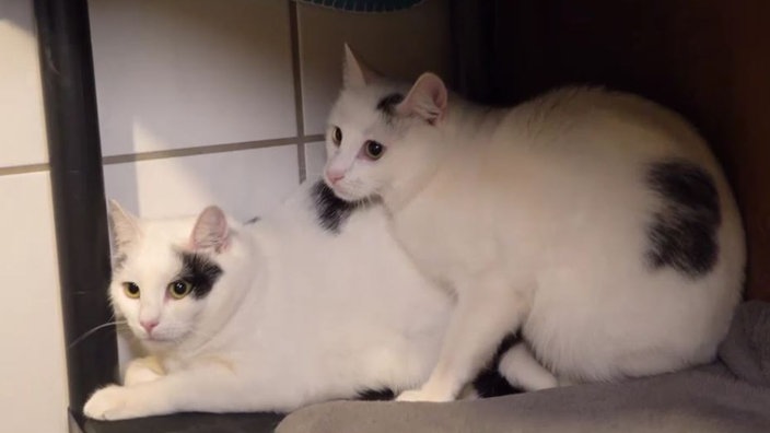 Zwei weiße Katzen mit schwarzen Flecken sitzen eng zusammen 
