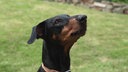 Hund mit schwarzem Fell und braunen Flecken in Nahaufnahme 
