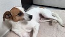 Weißer Hund mit braunen Flecken liegt auf einem Teppich 