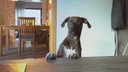 Ein Hund mit dunkelbraunem Fell und weißer Brust 