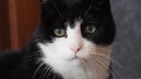 Katze mit schwarz-weißem Fell in Nahaufnahme 