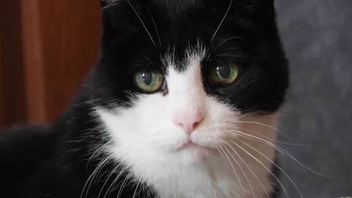 Katze mit schwarz-weißem Fell in Nahaufnahme 