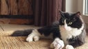 Kater mit schwarz-weißem Fell liegt auf einem Teppich 