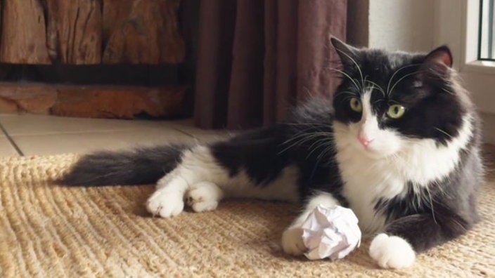 Kater mit schwarz-weißem Fell liegt auf einem Teppich 