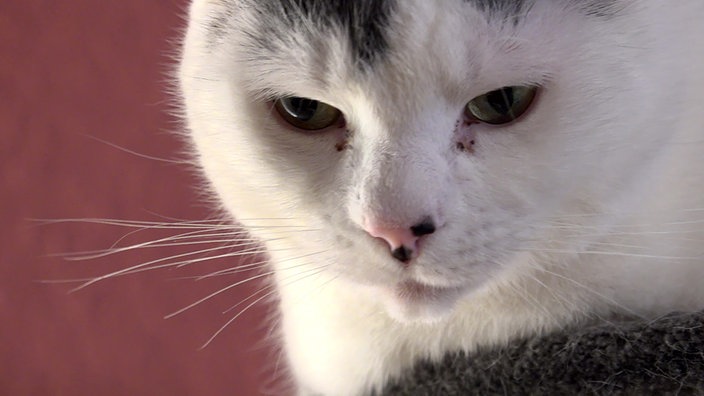Weißer Kater mit schwarzen Flecken in Nahaufnahme