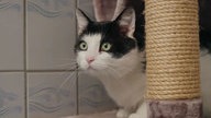 Kater mit schwarz-weißem Fell in Nahaufnahme 