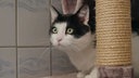 Kater mit schwarz-weißem Fell in Nahaufnahme 