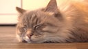 Kater mit grau-beigefarbenem Fell mit geschlossenen Augen 