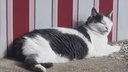 Kater mit grau-weißem Fell liegt auf einer braunen Decke 