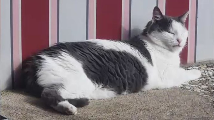 Kater mit grau-weißem Fell liegt auf einer braunen Decke 