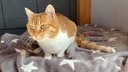 Katze mit weißem und hellbraun-getigerten Fell sitzt auf einer Decke 