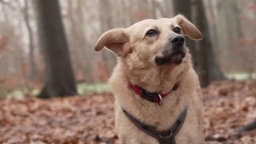 Beigefarbener Hund in einem Wald schaut seitlich an der Kamera vorbei 