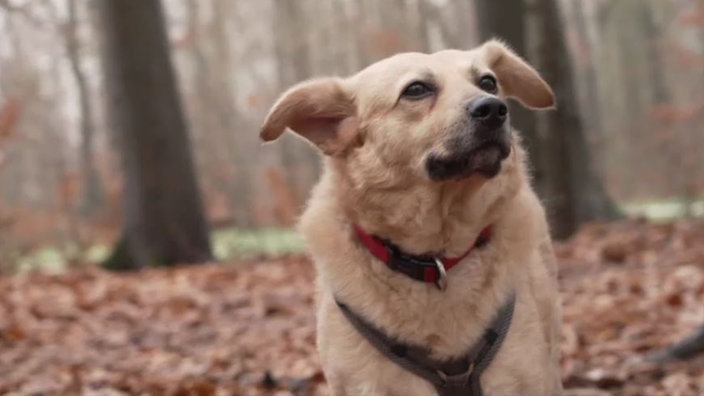 Beigefarbener Hund in einem Wald schaut seitlich an der Kamera vorbei 