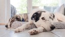Ein schwarz-weißer und ein grau-weißer Hund liegen auf dem Boden 