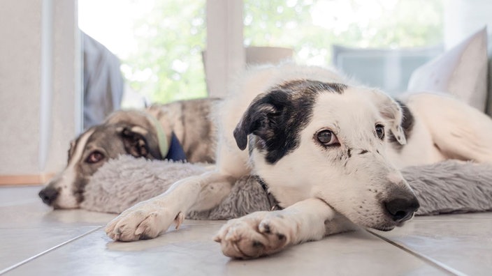 Ein schwarz-weißer und ein grau-weißer Hund liegen auf dem Boden 