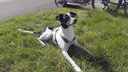 Hund mit schwarz-weißem Fell auf einer Wiese 