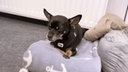Ein kleiner schwarzer Hund liegt auf einer grauen Decke 