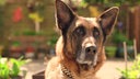 Ein Hund mit braun-schwarzem Fell in Nahaufnahme 
