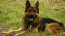 Schwarz-brauner Schäferhund mit langem Fell liegt auf einer Wiese und schaut in Richtung Kamera
