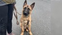 Ein schwarz-brauner Hund sitzt angeleint auf der Straße 
