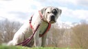 Grau-weißer Hund sitzt angeleint auf einer Wiese 