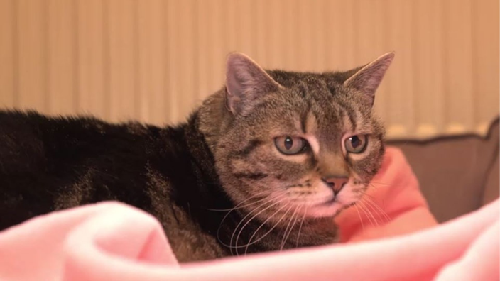 Katze mit getigertem Fell in Nahaufnahme