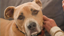 Hund mit hellbraunem Fell in Nahaufnahme 