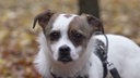 Hund mit braun-weißem Fell in Nahaufnahme 