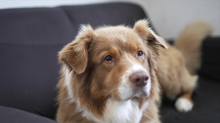 Nahaufnahme eines braun-weißen Hundes mit langem Fell 