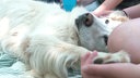 Ein beiger Hund liegt auf dem Boden und wird gestreichelt