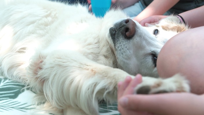 Ein beiger Hund liegt auf dem Boden und wird gestreichelt