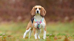 Hund mit tricolorfarbenem Fell und hellblauem Geschirr mit Blumenmuster auf einer Wiese 
