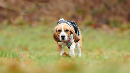 Hund mit tricolorfarbenem Fell geduckt auf einer Wiese 