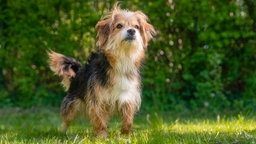 Kleine Hündin mit rötlich-braunem langen Fell steht auf einer Wiese und schaut nach oben