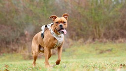 Hund mit hellbraunem Fell hechelnd auf einer Wiese 