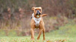 Hund mit hellbraunem Fell auf einer Wiese 
