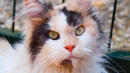 Katze mit trikolorfarbenem, längerem Fell in Nahaufnahme 