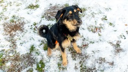 Hündin mit schwarz-braunem Fell auf einer mit Schnee bedeckten Wiese 