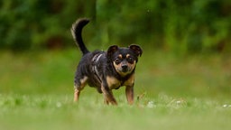 Kleiner Hund mit "black and tan"-farbenem Fell auf einer Wiese 