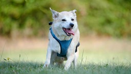 Beigefarbener Hund läuft hechelnd über eine Wiese 