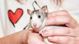 Nahaufnahme einer grau-weißen Ratte 