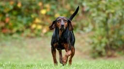 Ein schwarz-brauner Hund läuft über eine Wiese