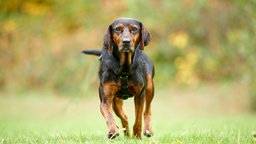 Ein schwarz-brauner Hund läuft über eine Wiese