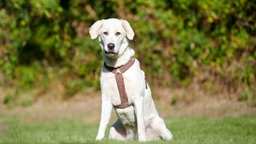 Ein großer weißer Hund mit einem braunen Geschirr sitzt auf einer Wiese 