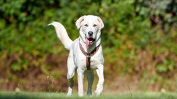 Ein großer, weißer Hund läuft hechelnd über eine Wiese 
